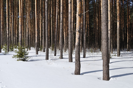 冬天树干阳光明媚的冬季日见松林边缘分支高清图片