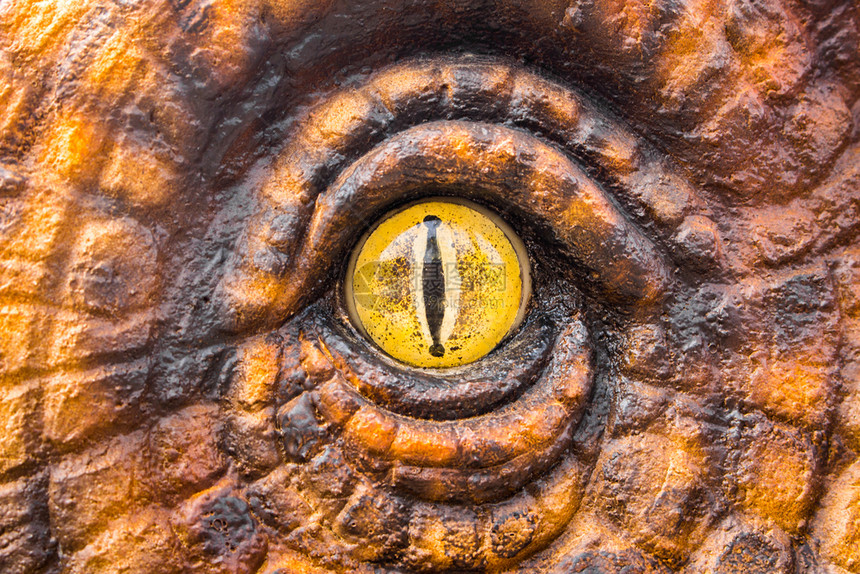盯着建造新月恐龙猎人用可怕的黄眼瞪着图片