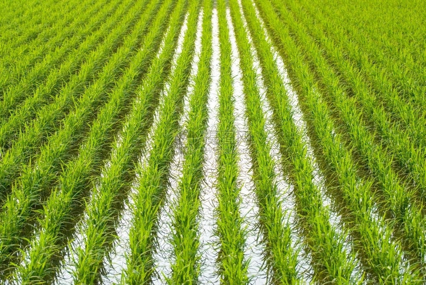 绿田亚洲稻晴天美丽的风景图片
