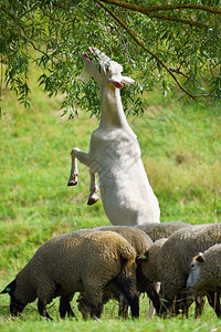食物春天牧场上美丽的白山羊场景图片