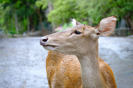 交配年轻的荒野泰国露天动物园的鹿头近距离接鹿头图片