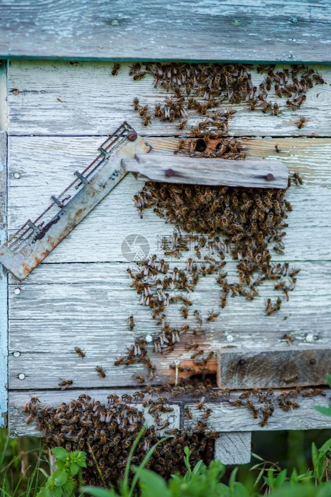 蜂胶食物养场的箱入口处有大量蜜蜂忙碌的近距离观察工作的蜜蜂特写视图木蜂箱和蜜框架图片