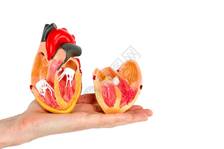 肌肉人体心脏模型中的手露在白色背景上被孤立的考试专家图片