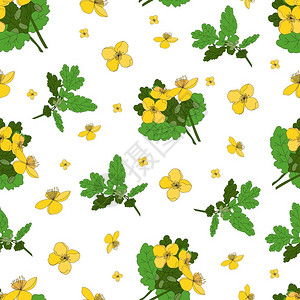 天白屈菜药草和花朵白色背景上的无缝黄色花朵图案白屈菜色背景上的无缝黄色花朵图案植物学药设计图片