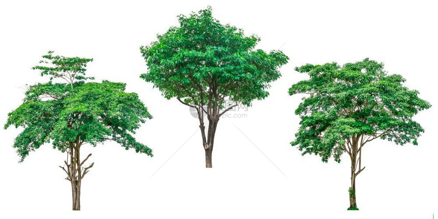 收集白色背景上隔离的绿树用于建筑设计或装饰工作在建筑物设计或装饰工程中使用户外活的植物图片