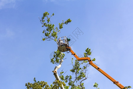 篮子起重机一名工人用链锯修剪高液压移动平台树枝的木材安全图片