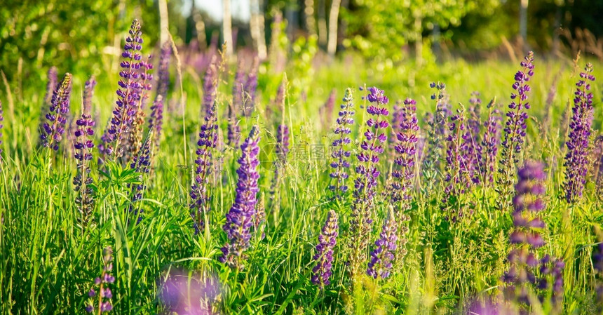 美丽橙景观夕阳的花田春紫和粉红色葡萄花在绿草中柔软日落的阳光田黄昏鲜花青草中紫和粉红色露花图片