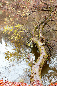 沼泽破碎的森林湖岸边一棵大树的干在森林湖水中含秋叶子的A株落木树该位于森林湖的水中成熟背景图片