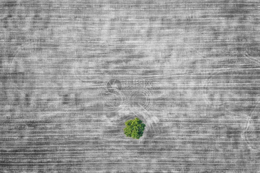 多于庄稼角度收割后农业田地上一棵白色和黑的孤单绿树空中天视图图片