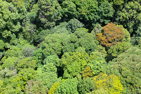 生长雨林户外森的空中观察高清图片