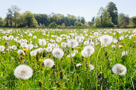 蒲公英种子在绿色的欧洲草地上铺满了高沉积芽高清图片