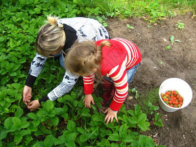 食物一种母亲和女儿在床上收集成熟的草莓花园高清图片
