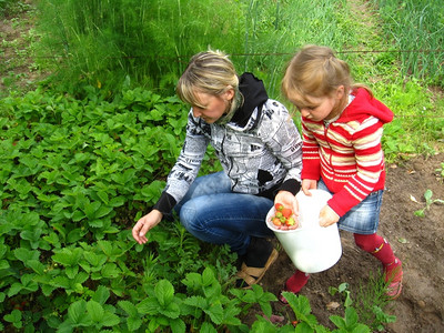 植物群可口母亲和女儿在床上收集草莓生长高清图片