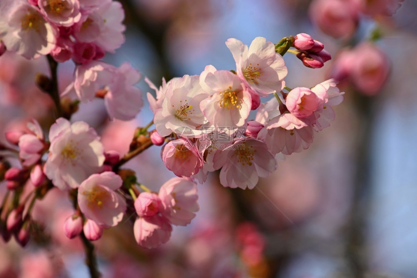 花朵春时阳光明日户外自然界的多彩背景充满了各种色彩的自然背景樱花新鲜图片