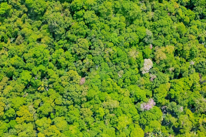 新鲜的森林空中观察最高额外部图片