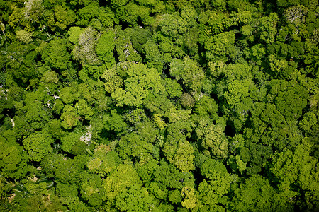 森林的空中观察满清昌户外叶子图片