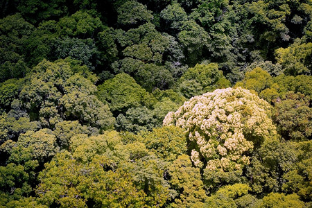 保护森林的空中观察兰卡威栖息地图片