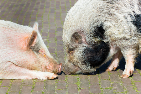 育肥猪舍内维尔动物接触两头猪互相用鼻子交流双头猪背景
