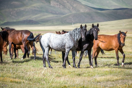 草地环境马匹一群骑着牧草马看摄影机图片