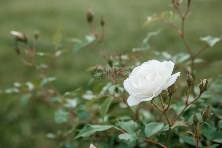 丰富多彩的白色精细玫瑰近端有选择焦点露地深度浅爱情人节图片
