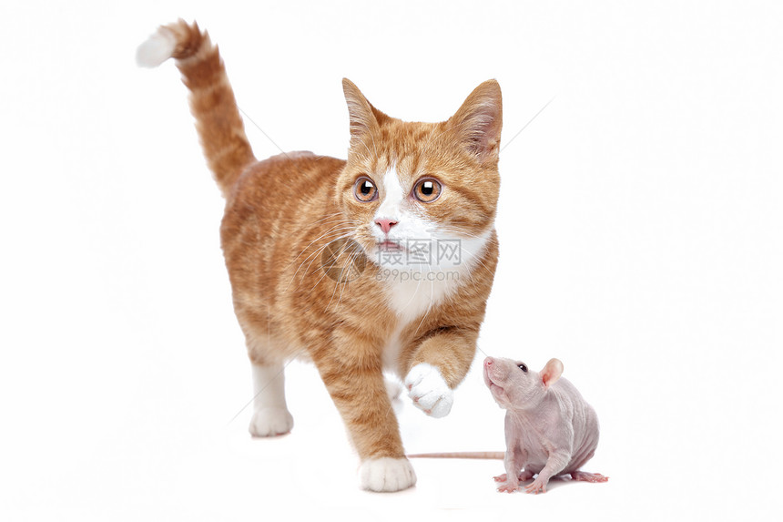 动物一只红色小猫和的老鼠在白色背景面前尾巴工作室图片