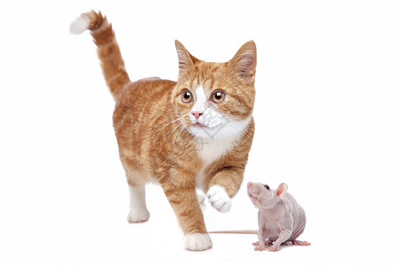 动物一只红色小猫和的老鼠在白色背景面前尾巴工作室图片