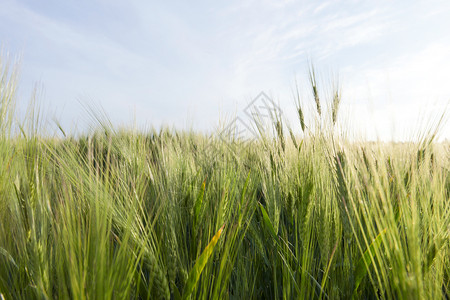 在农地上覆盖天气绿色大麦与长的夏日风景云雾般的天气晴迷宫自然图片