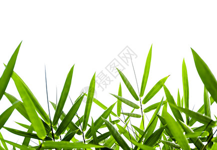 自然树剪裁竹叶白背景有剪切路径的孤立图片