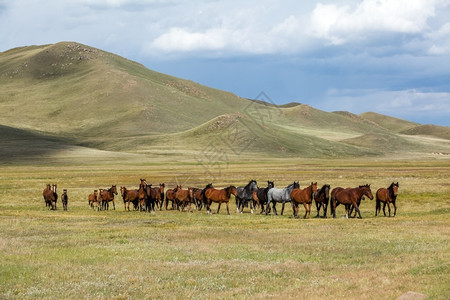 喂食骘户外山中放牧的马群图片