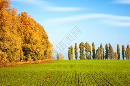 风景优美的小麦田秋景图片