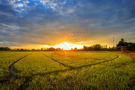 泰国有机的草美丽绿玉米田有日落天空背景图片