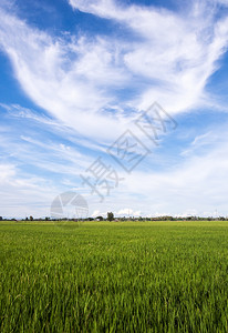 叶子泰国农村的新鲜稻田泰国农村的新稻田家户外图片