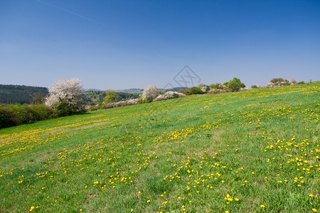 春天的绿色农田全景晴天气高清图片