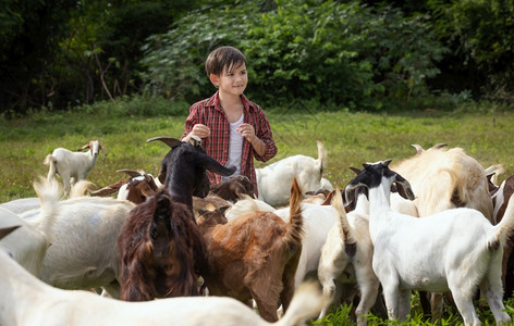 乡村放牧羊群的小男孩图片
