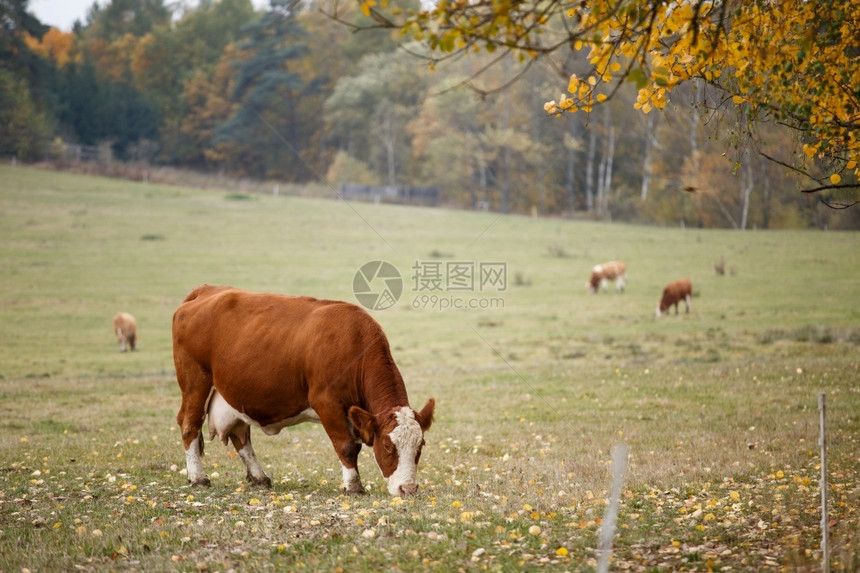 秋季牧场上的牛群图片