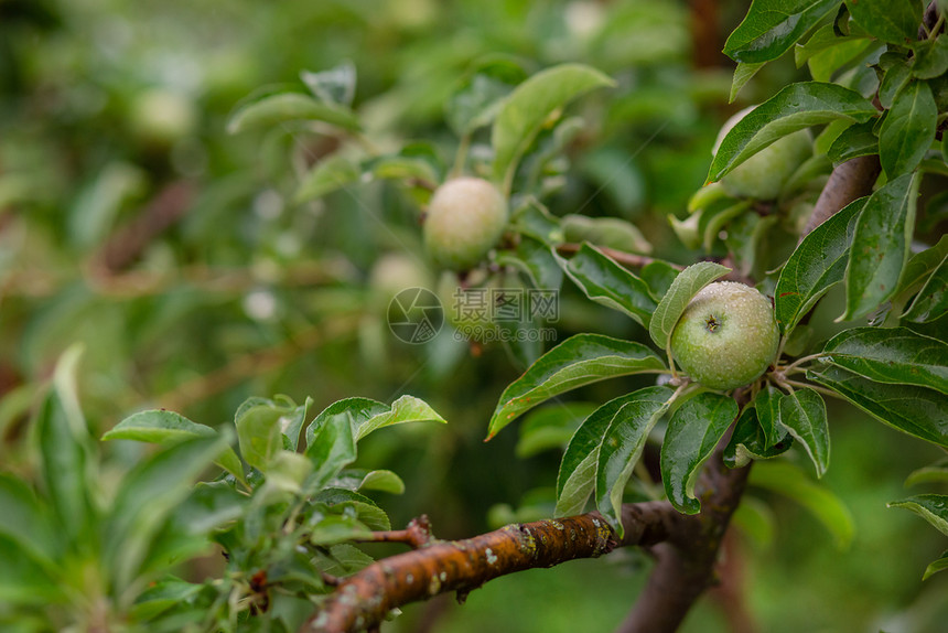 花园树上的青苹果在农场种植有机水果传统农业耕作与现代果树种植在花园上种植青苹果在农场种植有机水果素食主义者栽培的阳光图片