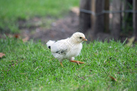 荒野赤壁家禽毛茸的小鸡在草地上行走图片