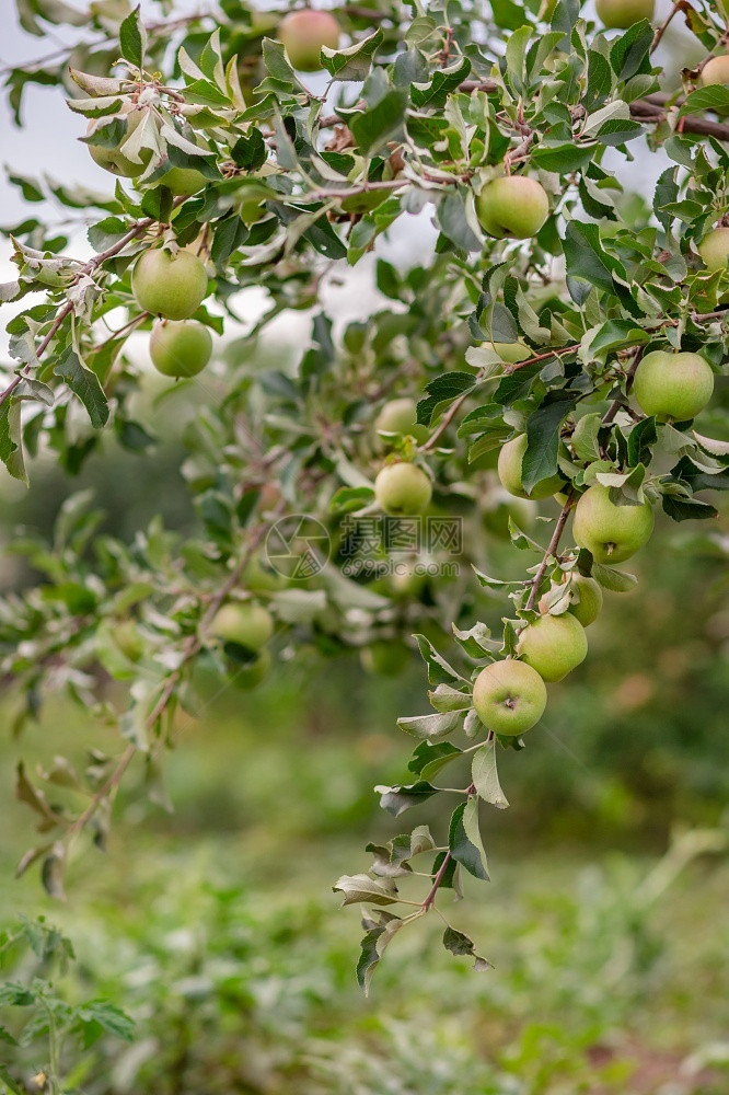 水平的花园树上小苹果在农场种植有机水果传统农业耕作与现代果树种植户外收成图片
