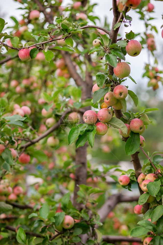 花园树上的小苹果在农场种植有机水果传统农业耕作与现代果树种植收成相对果园图片