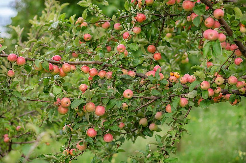 新鲜天茶点花园树上的小苹果在农场种植有机水果传统农业耕作与现代果树种植图片