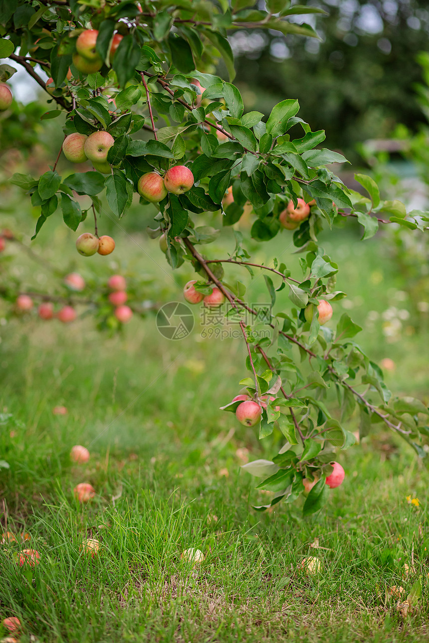 花园树上的小苹果在农场种植有机水果传统农业耕作与现代果树种植收获成熟茶点图片