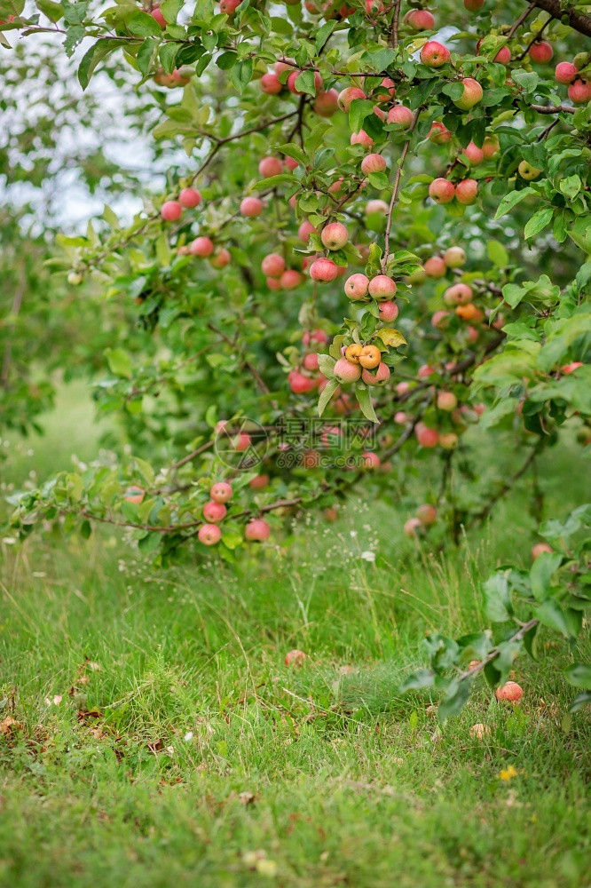 花园树上的小苹果在农场种植有机水果传统农业耕作与现代果树种植相对栽培的健康图片