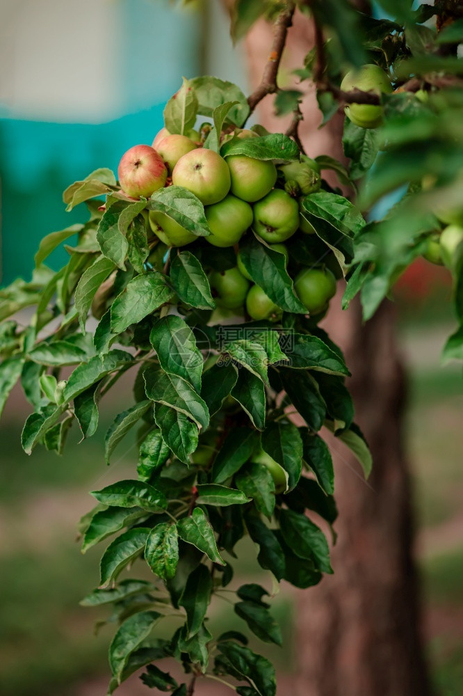 健康饮食收获花园树上的小苹果在农场种植有机水果传统农业耕作与现代果树种植图片