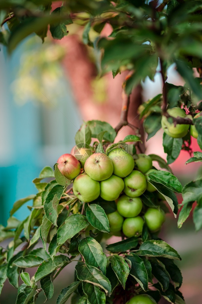 年轻的摄影生花园树上小苹果在农场种植有机水果传统农业耕作与现代果树种植图片