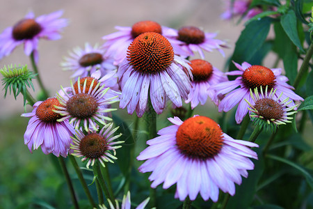 小屋园艺中自然背景的紫色花粉组近身紫色花彩的复杂美景团体英语图片