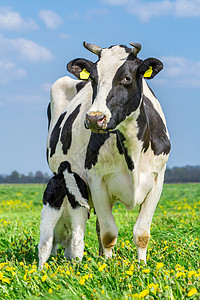 喂养荷兰春天新生儿小牛在杜丘牧场喝母牛奶图片