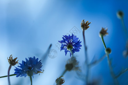 花漾春夏春夏盛开的紫罗兰极致特写和浅景深极致特写和浅景深自然花新鲜的背景