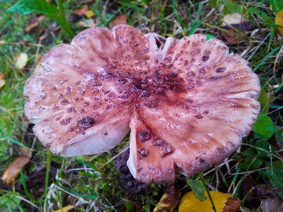 关注度甘蓝的蘑菇雨中狂暴戴着湿帽子红色的季节图片