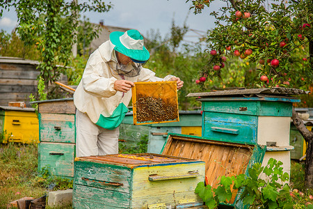 有机的无人养蜜蜂人用他花园进行检查收集蜂蜜季节采养人与聚居地检查户外背景