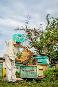 蜜蜂蜡蜂蜡养蜜的人用他花园进行检查收集蜂蜜季节采养人与聚居地检查夏天吸烟者背景